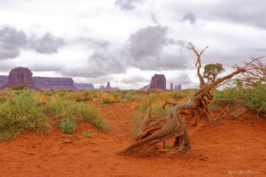 201905_R66_7832_monument_valley_arbre_V2_wmk