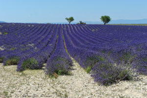 202007_0321_provence_valensole_wmk